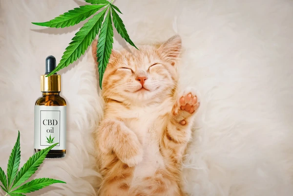 Can CBD Oil Soothe Your Anxious Cat? A Complete Guide