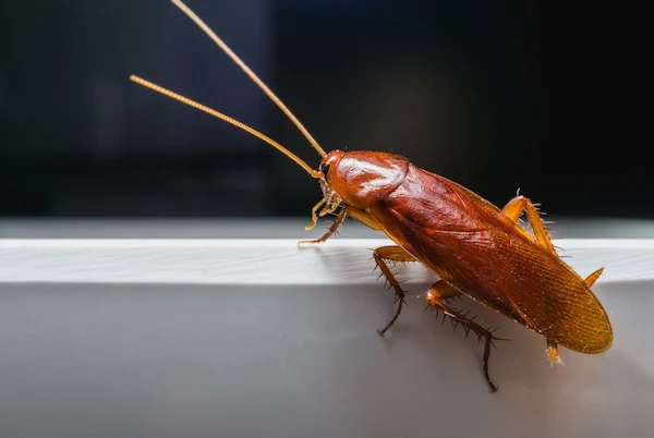 5 Common Misconceptions About Big Roaches