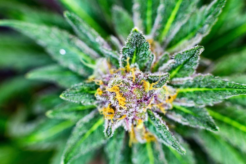 premium cannabis flower