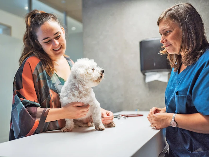 Debunking Persistent Spay/Neuter Myths: What Every Pet Owner Should Know
